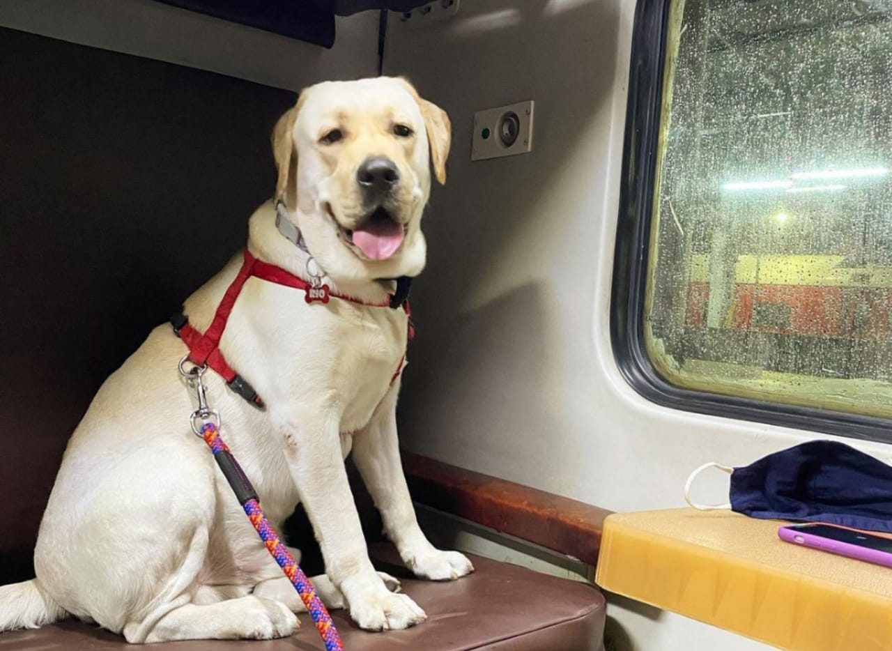 Is Travelling with dog safe on train?