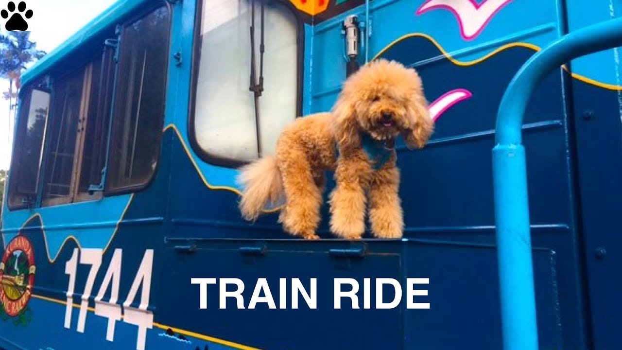 How to carry dog on train